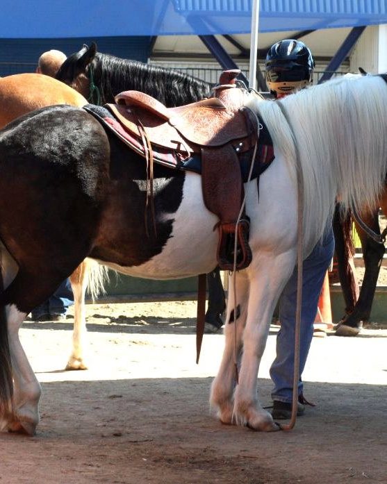 Wintec Wide Pony Saddle photo 1